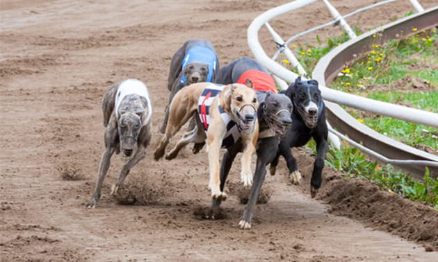 Greyhounds racing round a track