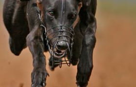 The greyhound Ballymac Brogan