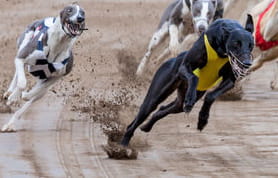 The greyhound Ballymax Manix