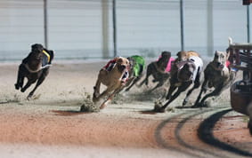 Dogs running around the track Belle Vue