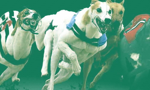 bet365 Greyhound Racing Betting