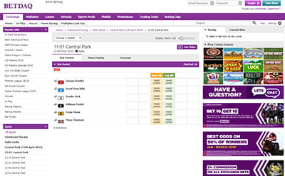 The BETDAQ greyhound racecard 