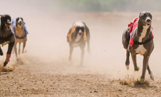 Greyhounds racing round a track