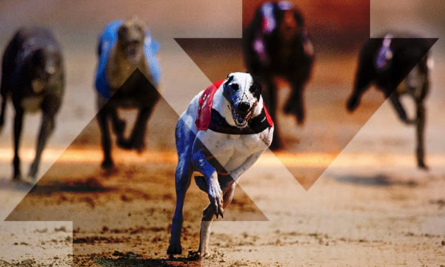 Betfair Greyhound Racing