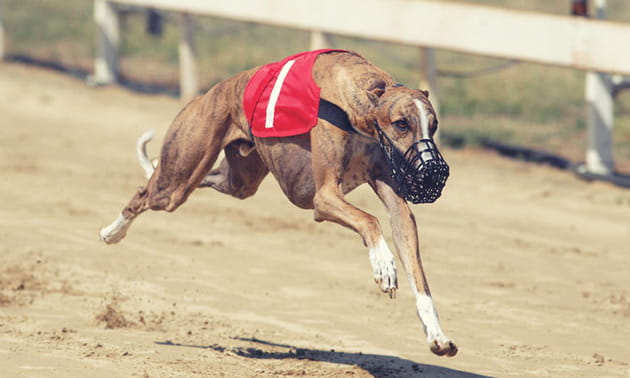 Betfred GreyhoundRacing