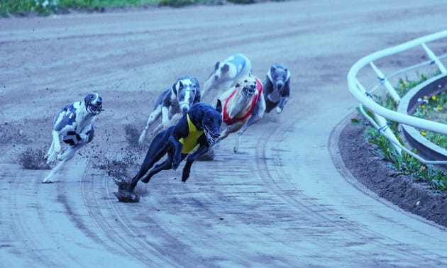 BetVictor Greyhound Racing