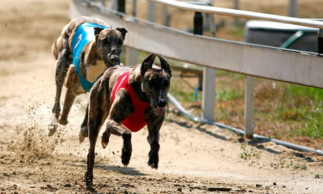 Greyhound racing round a track