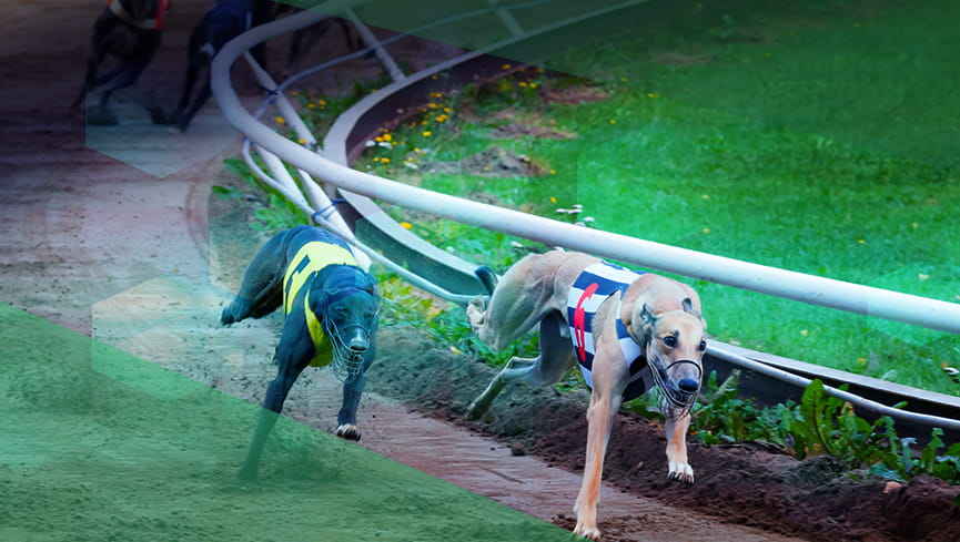 Mint Bet is a great new greyhound betting site