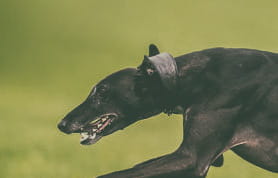 The greyhound Castell Henry