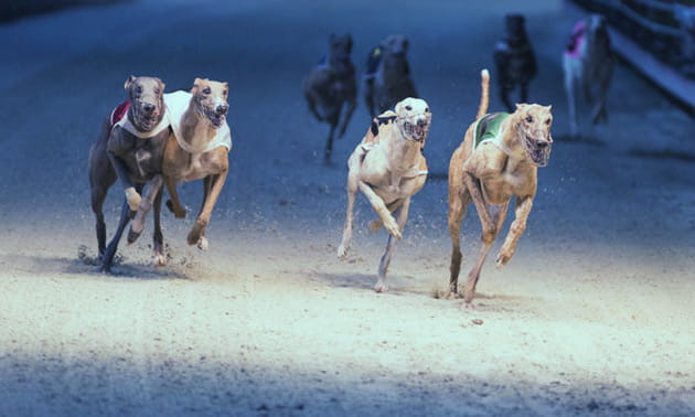 Coral Greyhound Racing Betting
