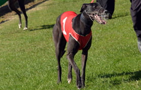 The greyhound, Fear Zafonic