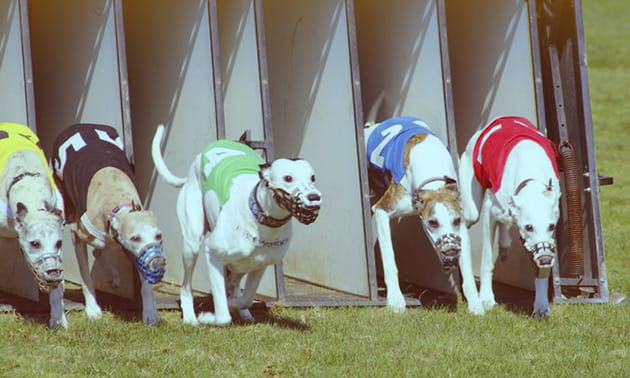 Greyhounds starting a race