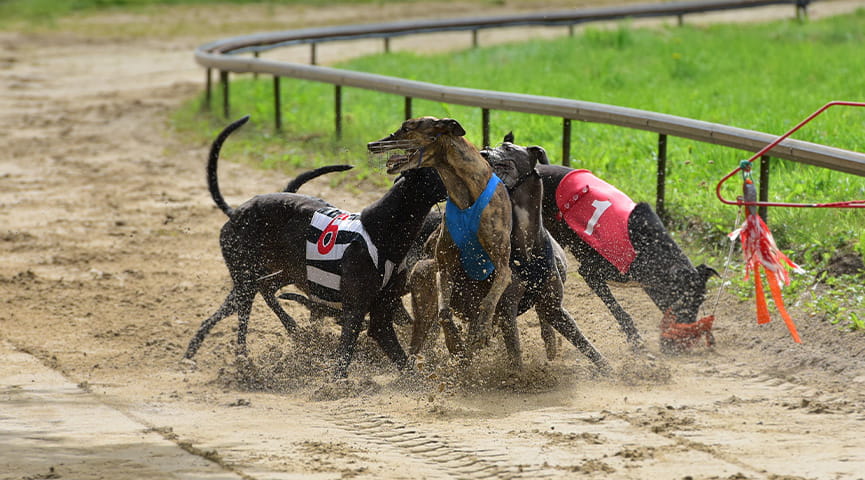 Greyhound Action Mechanical Hare