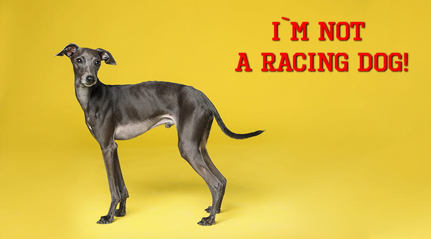 Greyhound Action Organisation Activist