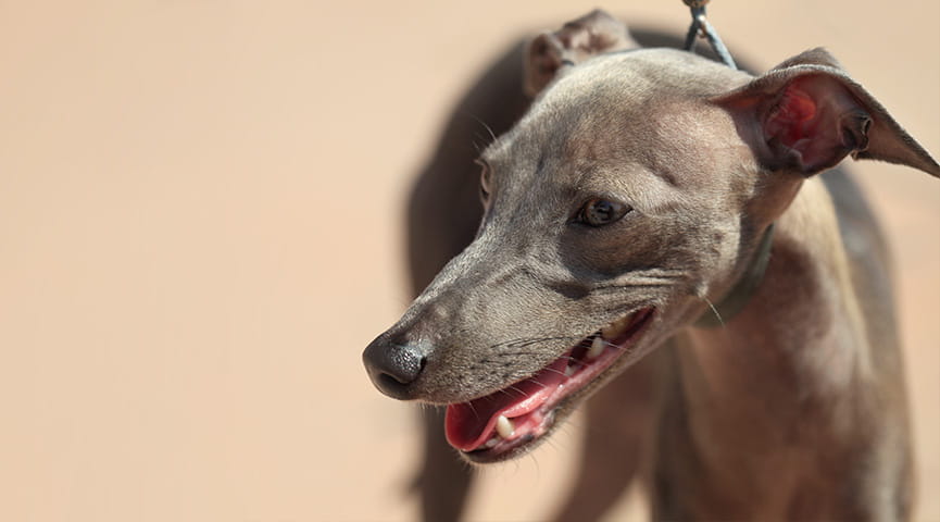 Racing Greyhound Mistreatment and Abuse
