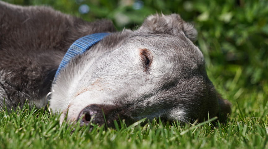 Greyhound Racer Retirement