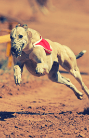 Greyhound racing