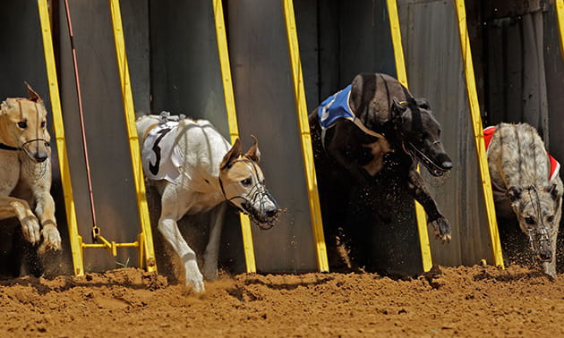 Four greyhound racing dogs bursting out the trap