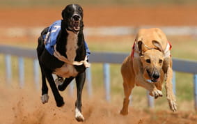 Dogs running across the turf at Hove