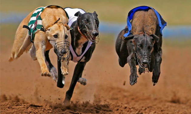 Greyhounds racing