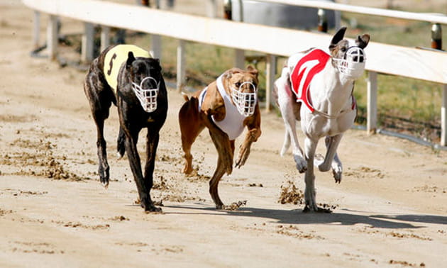 Greyhound racing round a track