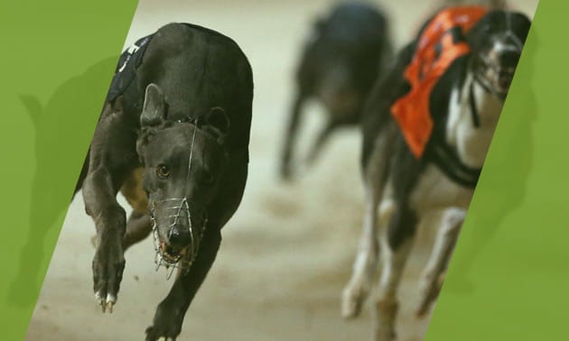 Paddy Power greyhound racing betting