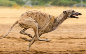 The greyhound Roxholme Nidge