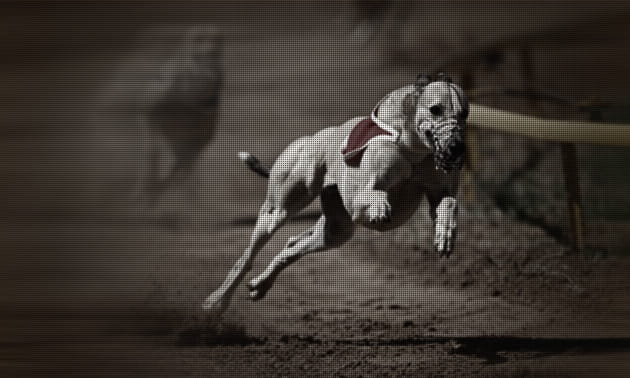 Greyhound racing round a track