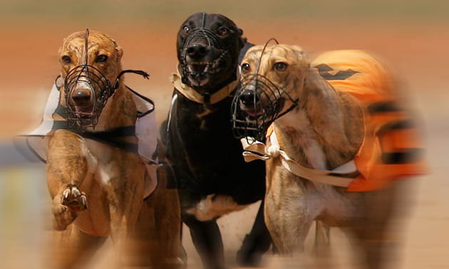 Greyhound racing round a track