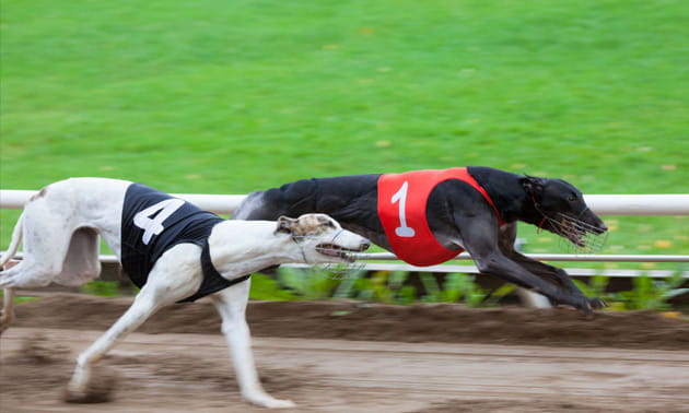 Betting on greyhound racing Betting on greyhound racing